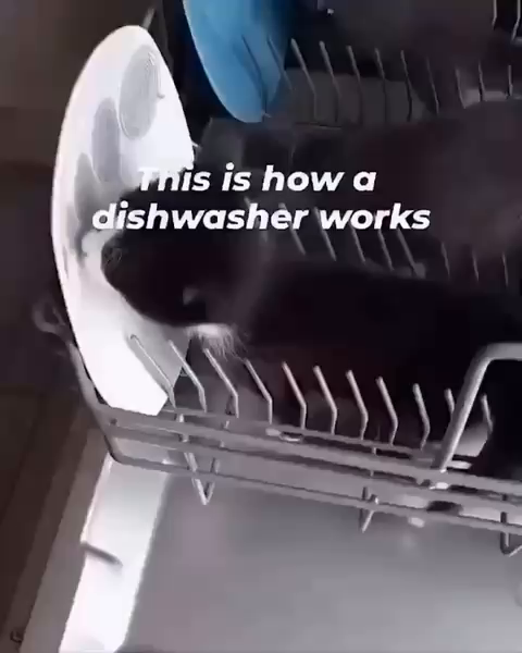 Kittiesin a dishwasher licking dishes clean off